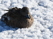 Pintail hen