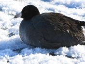 Cold weather Coot