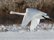 Trumpeter Swan