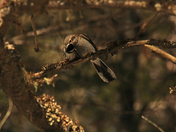 logger head shrike 