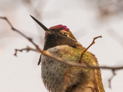 Hummingbird Annas