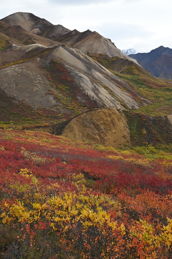 Denali National Park and Preserve