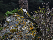 Kenai Fjords National Park