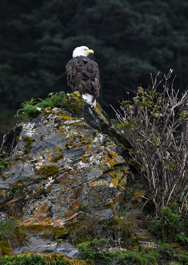 Kenai Fjords National Park