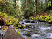 Olympic National Park, Staircase Rapids