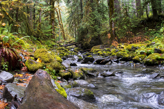 Olympic National Park, Staircase Rapids