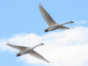 Pea Island National Wildlife Refuge