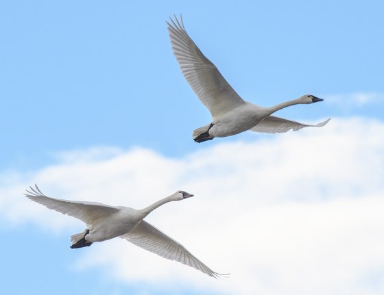 Pea Island National Wildlife Refuge
