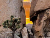 Joshua Tree National Park