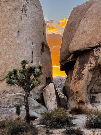 Joshua Tree National Park