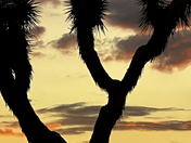 Joshua Tree National Park