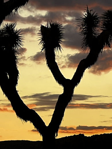 Joshua Tree National Park