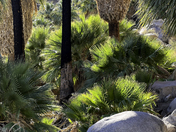 Joshua Tree National Park