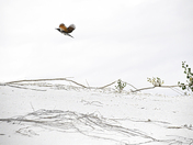 White Sands National Park
