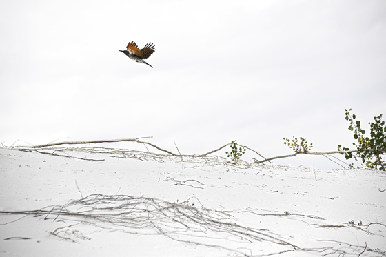 White Sands National Park