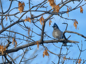 Chilly Day Jay