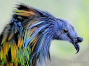 Nikobar Pigeon