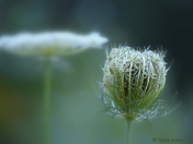 Queen Anne's Lace