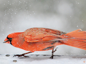 Tippy Toe Through the Snow