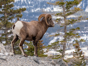 Big Horn Sheep