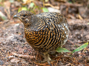 Spruce Grouse