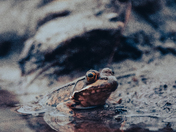 Frog in the Mud