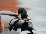 Marie Curtis Duck