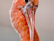 Ibis