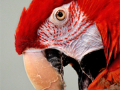 Scarlet Macaw portrait