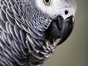 Parrot Portrait