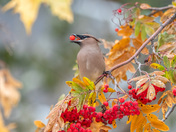 Cedar Waxwing