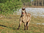 Percheron 