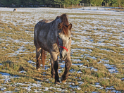 Percheron 