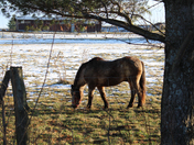 Percheron 