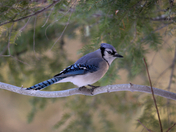 Blue Jay on a branch