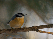 Little Nuthatch