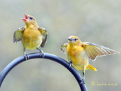 Oriole Fledglings