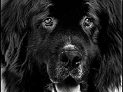 Newfoundland Dog Portrait