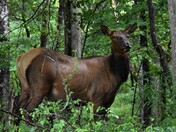 Great Smoky National Park