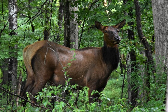 Great Smoky National Park