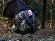 Wild Turkey