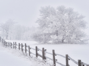 Fog, Frost and Fence Line #2