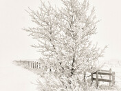 Fog, Frost and Fence Line #3