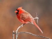red cardinal