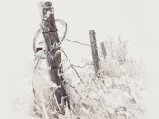 Fog, Frost and Fence Line #1