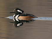 Hooded Merganser