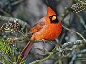 Male Northern Cardinal