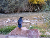 Zion National Park
