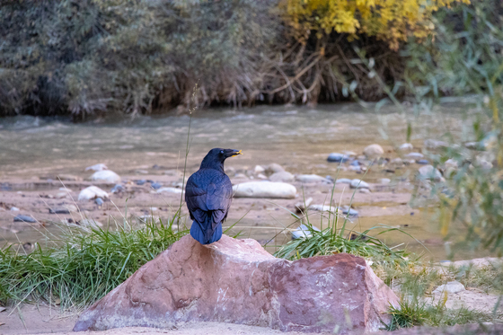Zion National Park