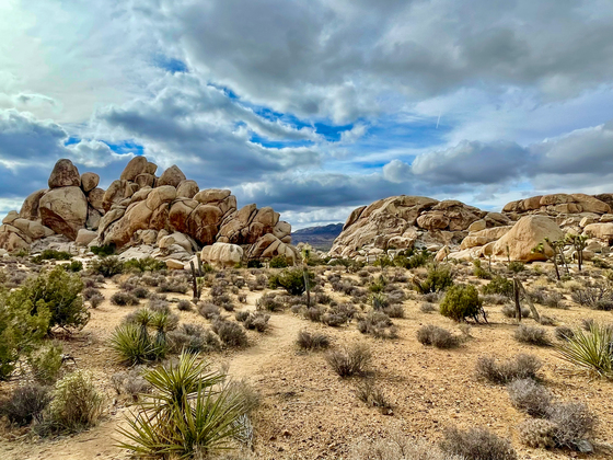 Joshua Tree National Park